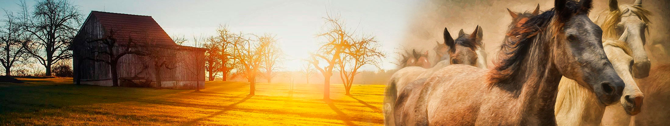 Banner Desktop
